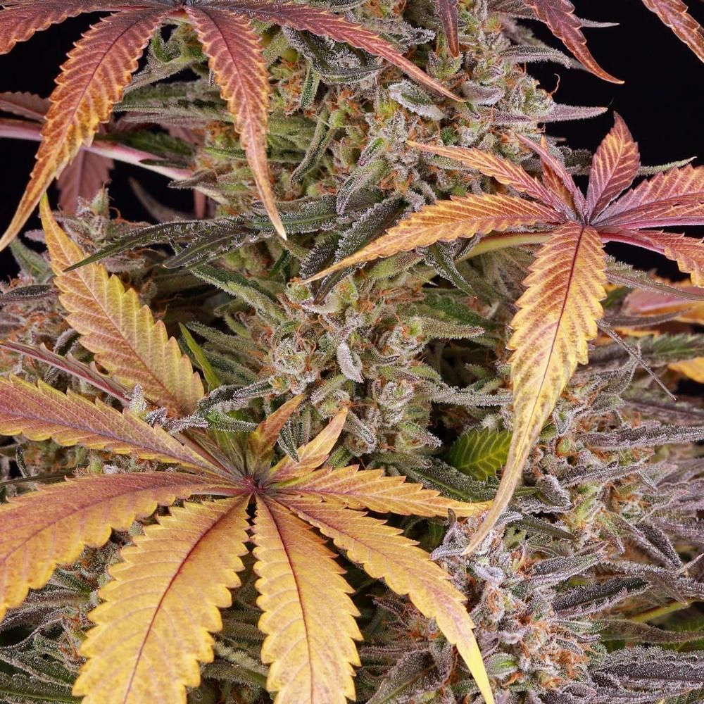 Barney's Farm - Sour Strawberry (fem.)