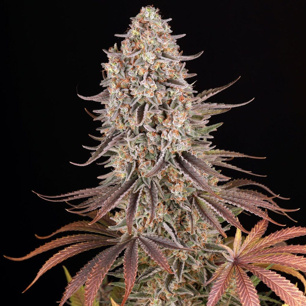 Barney's Farm - Sour Strawberry (fem.)