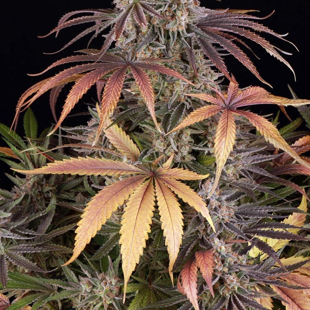 Barney's Farm - Sour Strawberry (fem.)