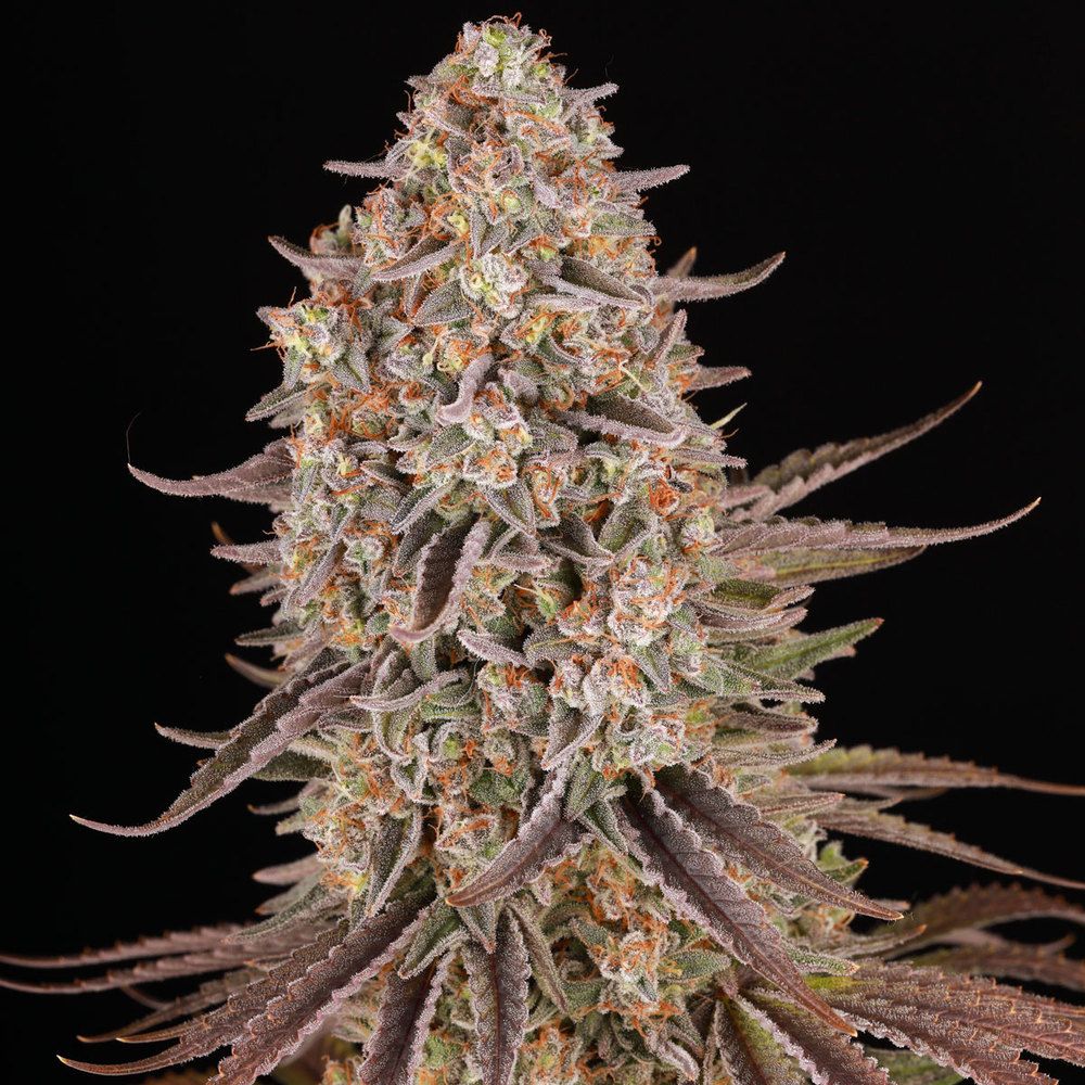 Barney's Farm - Sour Strawberry (fem.)