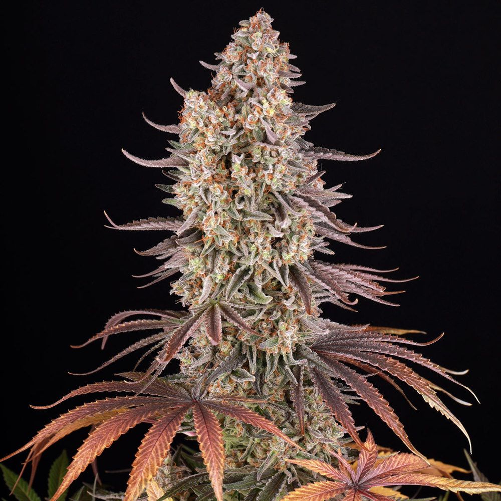 Barney's Farm - Sour Strawberry (fem.)