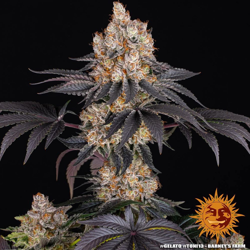 Barney's Farm - Gelato (fem.)