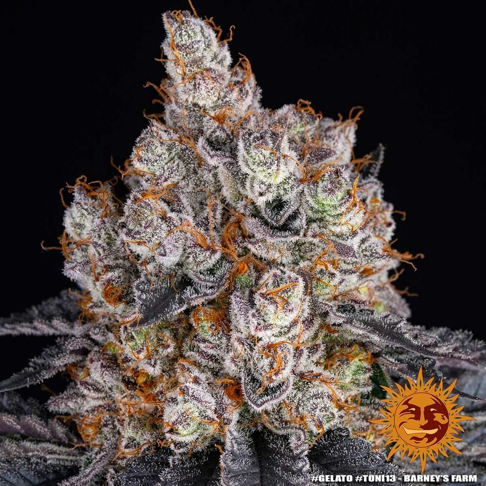Barney's Farm - Gelato (fem.)