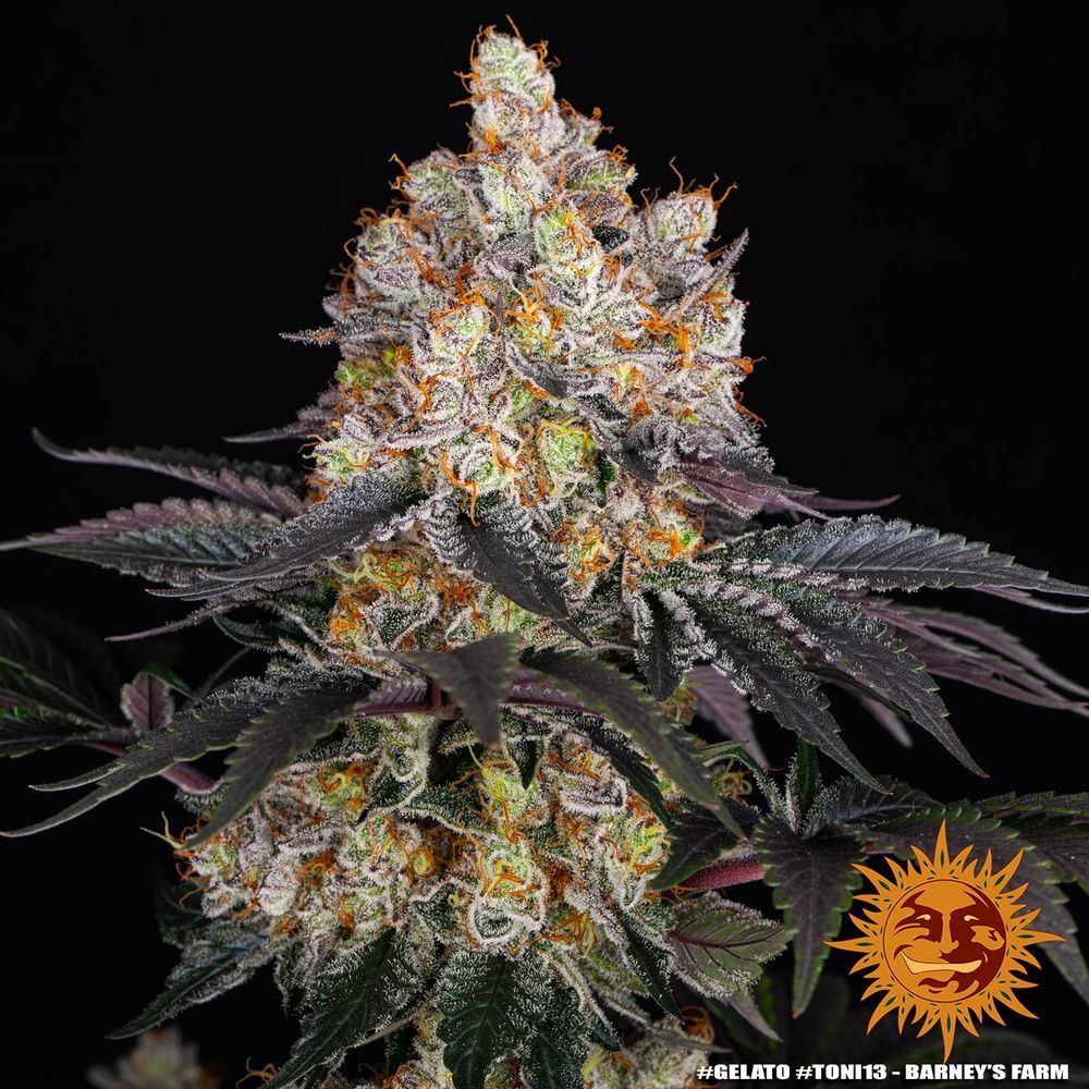 Barney's Farm - Gelato (fem.)