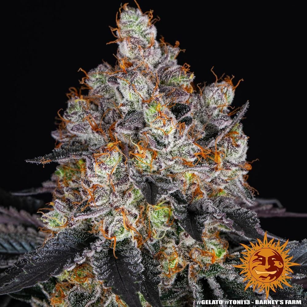 Barney's Farm - Gelato (fem.)