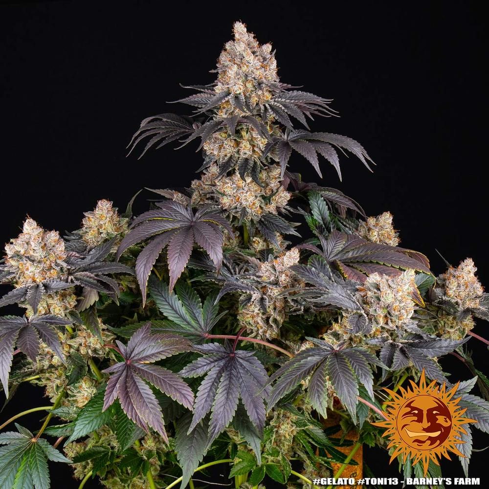Barney's Farm - Gelato (fem.)