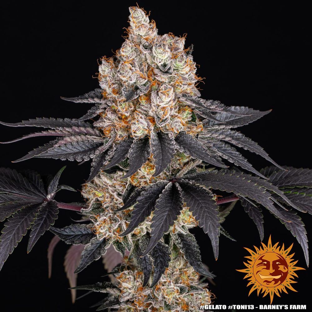 Barney's Farm - Gelato (fem.)