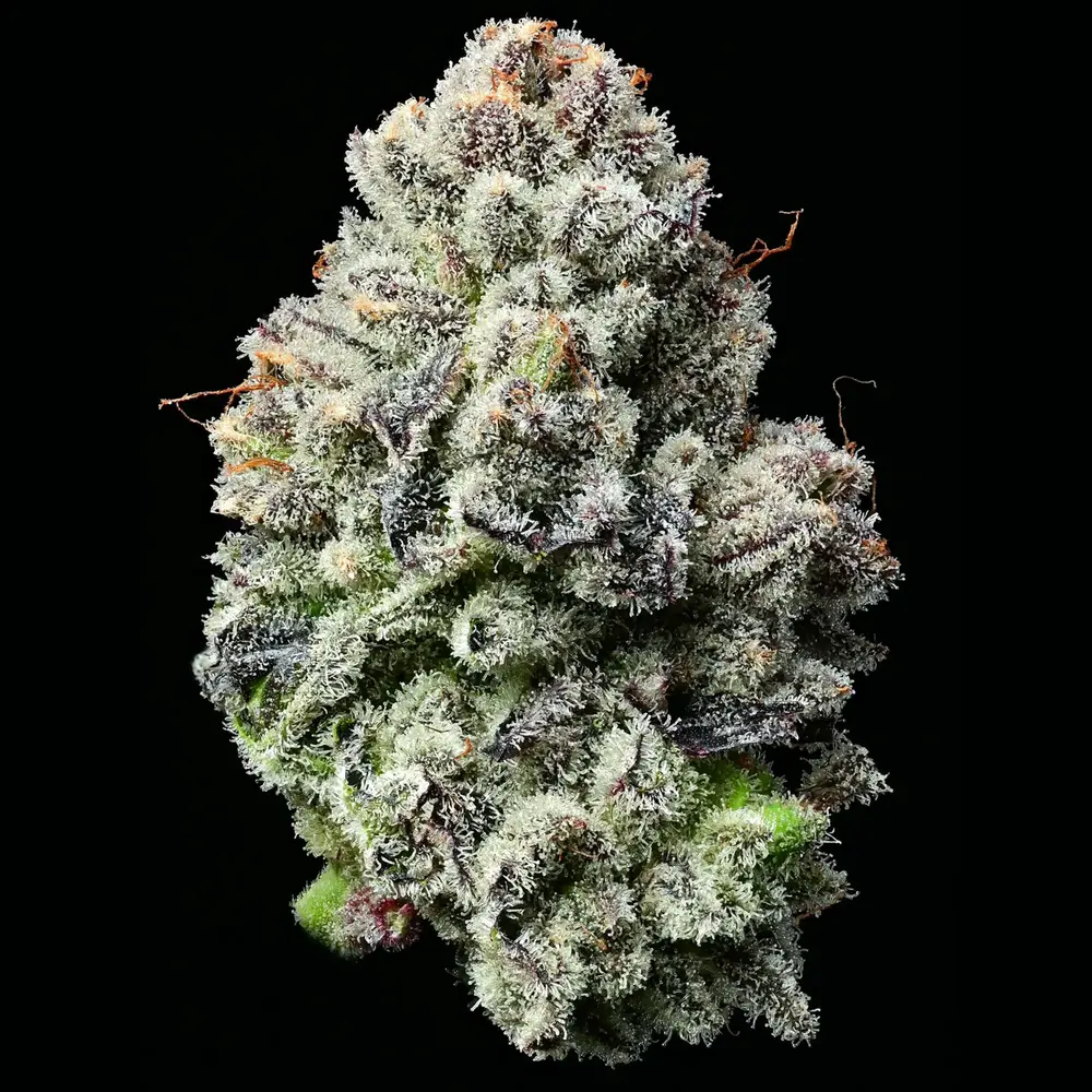 Barney's Farm - Lemon Cherry Gelato (fem.)