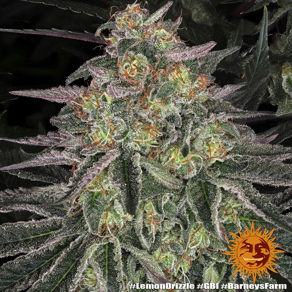 Barney's Farm - Lemon Drizzle (fem.)