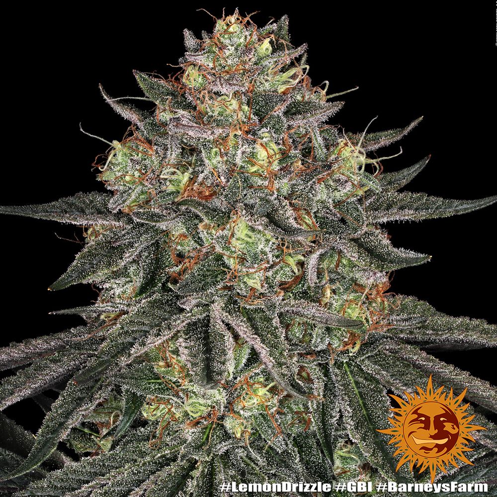 Barney's Farm - Lemon Drizzle (fem.)