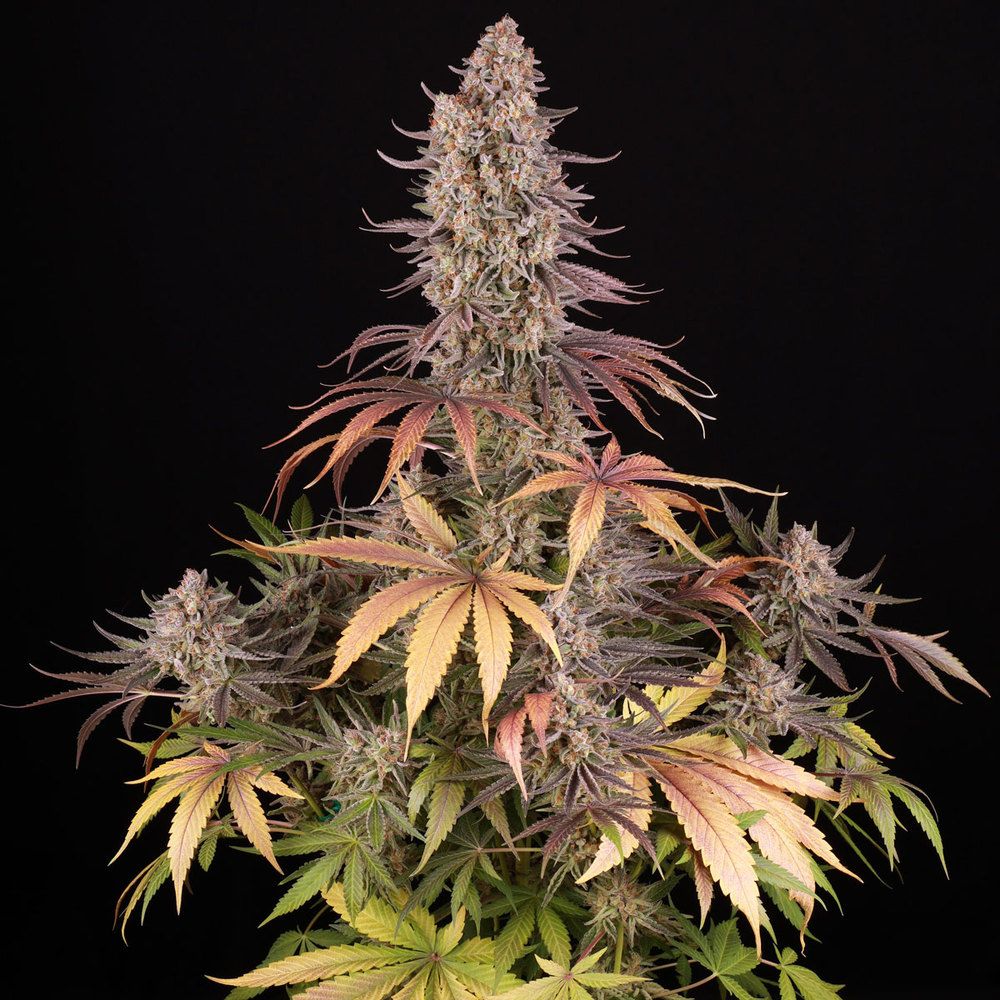 Barney's Farm - Sour Strawberry (fem.)