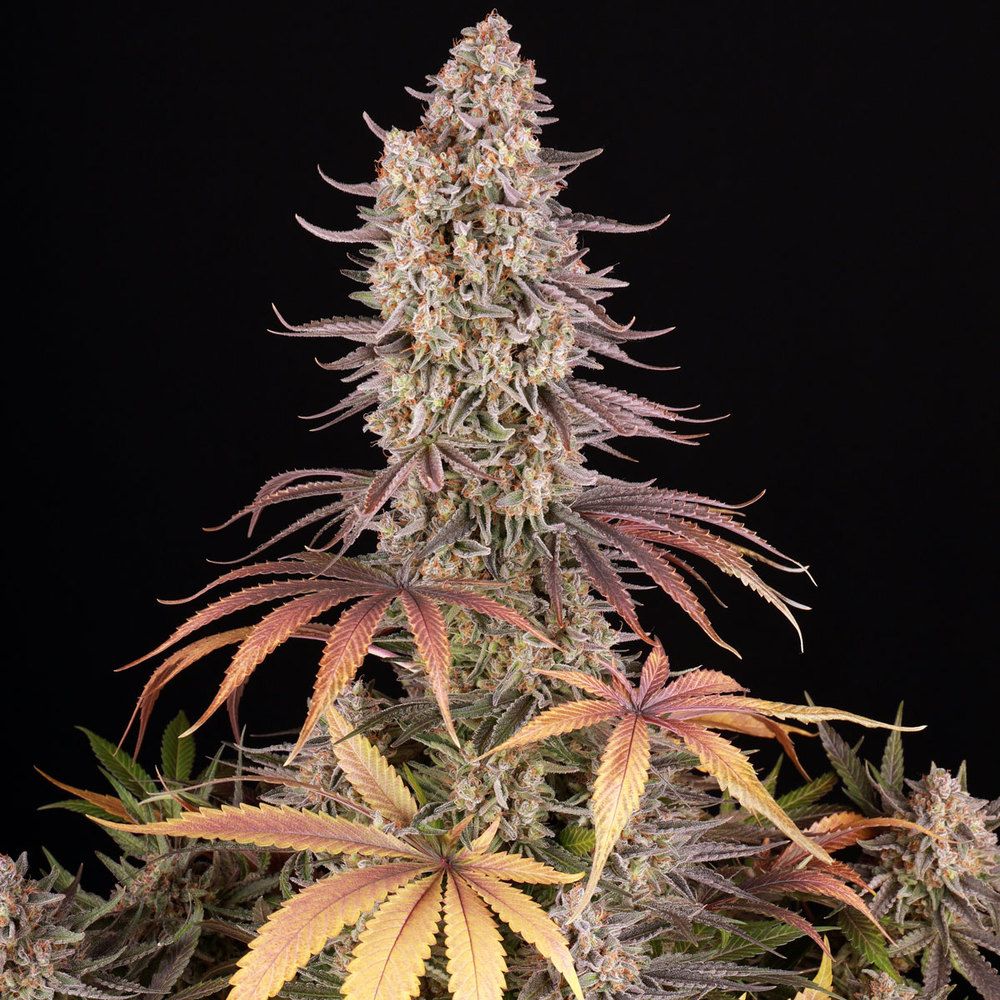 Barney's Farm - Sour Strawberry (fem.)