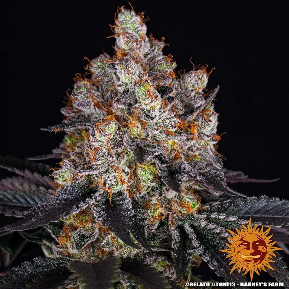 Barney's Farm - Gelato (fem.)