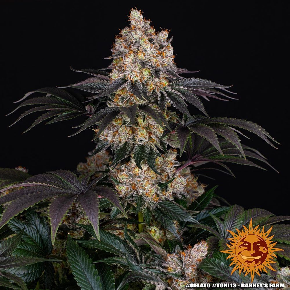 Barney's Farm - Gelato (fem.)