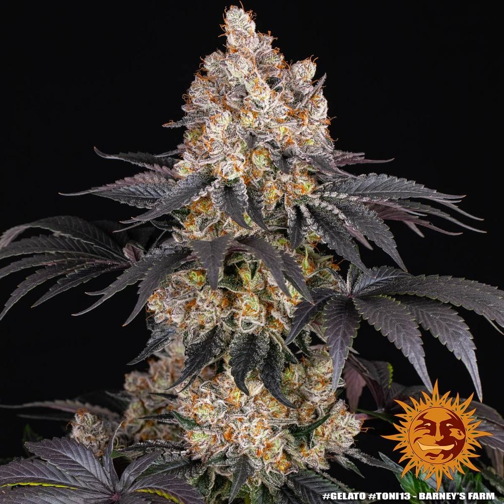 Barney's Farm - Gelato (fem.)