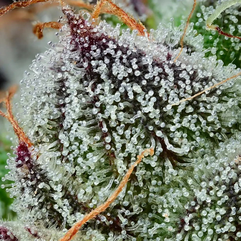 Barney's Farm - Black Cherry Gushers (fem.) Barney's Farm - Black Cherry Gushers (fem.)