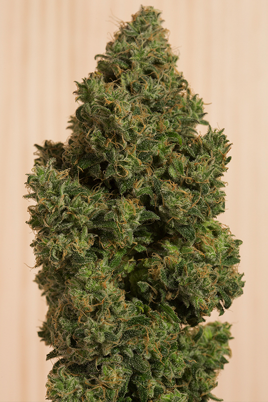 Humboldt Seed Organization - Blue Dream CBD (fem.)