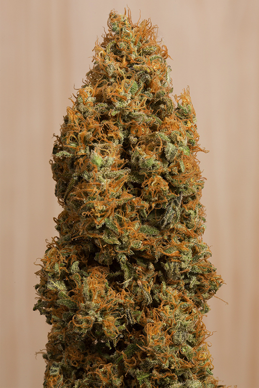 Humboldt Seed Organization - Green Crack CBD (fem.)