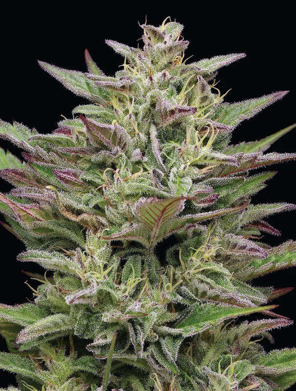 Humboldt Seed Company - Trainwreck Auto (auto/fem.) 🇺🇸