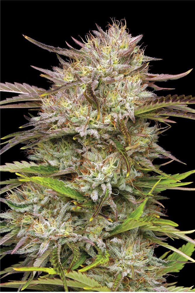 Humboldt Seed Company - California Haze (fem.) 🇺🇸