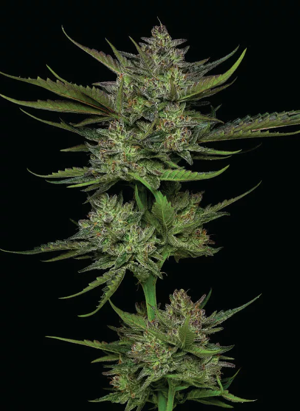 Humboldt Seed Company - Sour Apple Auto (auto/fem.) 🇺🇸