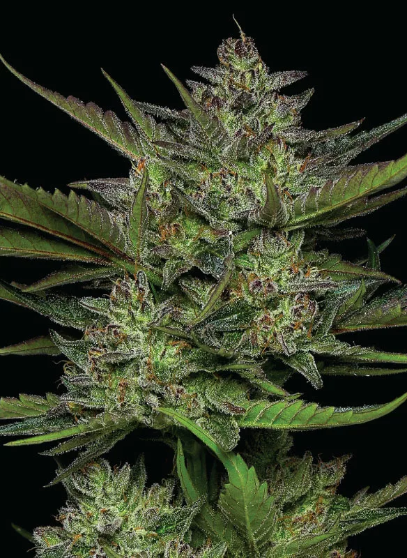 Humboldt Seed Company - Sour Apple Auto (auto/fem.) 🇺🇸