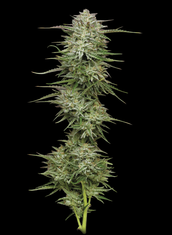 Humboldt Seed Company - Pound Town Auto (auto/fem.) 🇺🇸