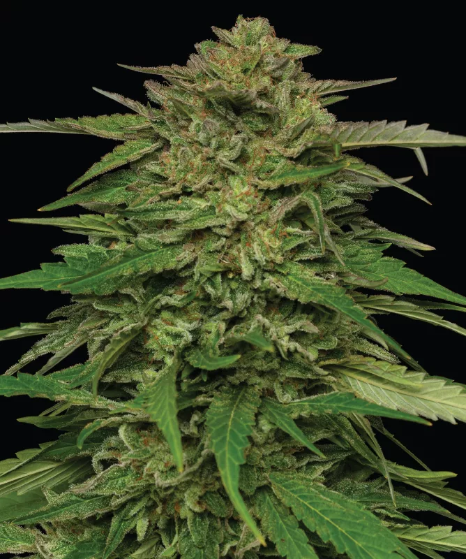 Humboldt Seed Company - Mango Sherbert Auto (auto/fem.) 🇺🇸