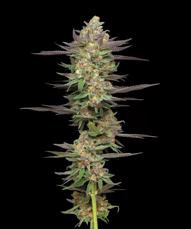 Humboldt Seed Company - Mint Jelly Auto (auto/fem.) 🇺🇸
