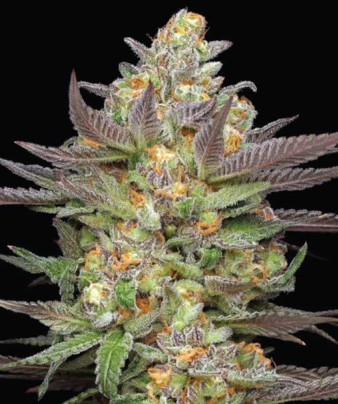Humboldt Seed Company - Mint Jelly Auto (auto/fem.) 🇺🇸