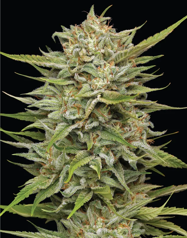 Humboldt Seed Company - OG Kush Auto (auto/fem.) 🇺🇸