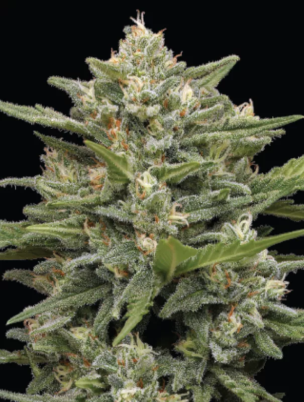 Humboldt Seed Company - Vanilla Latte Auto (auto/fem.) 🇺🇸