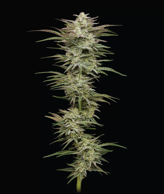 Humboldt Seed Company - Jelly Donutz (fem.) 🍩