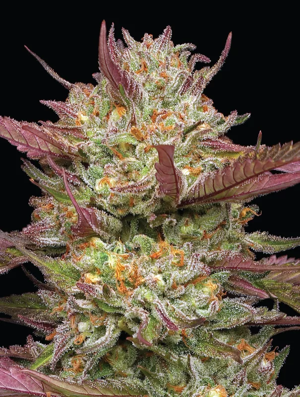 Humboldt Seed Company - Blueberry Pancakes (fem.) 🇺🇸