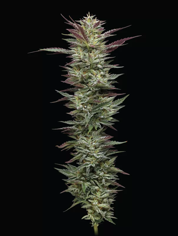 Humboldt Seed Company - Notorious THC (fem.) 🇺🇸