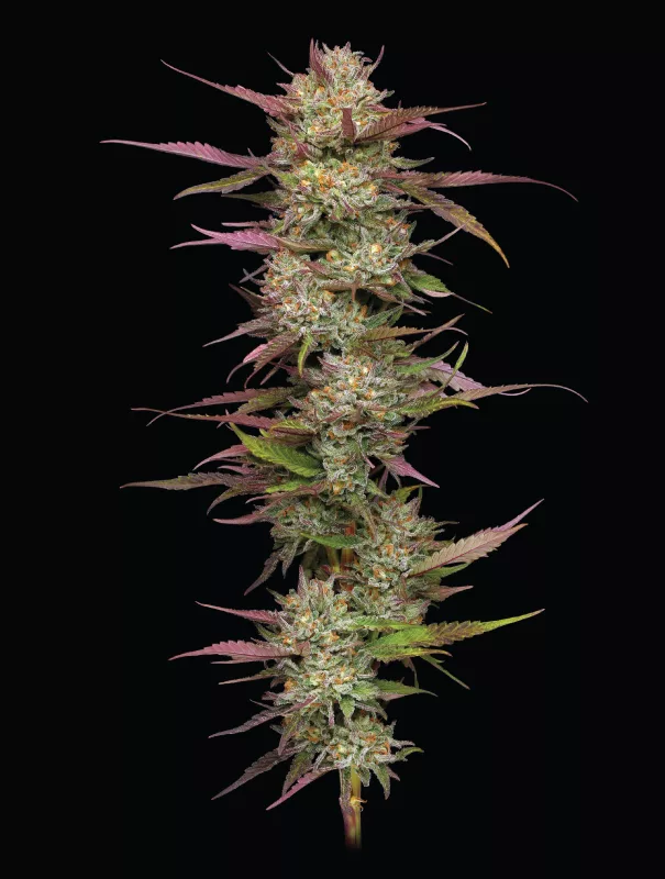 Humboldt Seed Company - Blueberry Pancakes (fem.) 🇺🇸