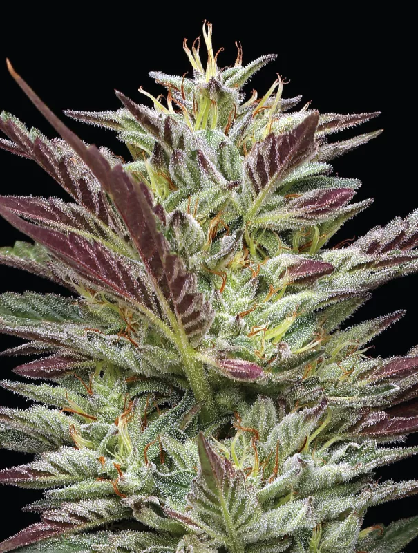 Humboldt Seed Company - Notorious THC (fem.) 🇺🇸