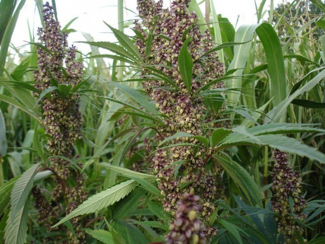 Ace Seeds - ErdPurt (reg.)