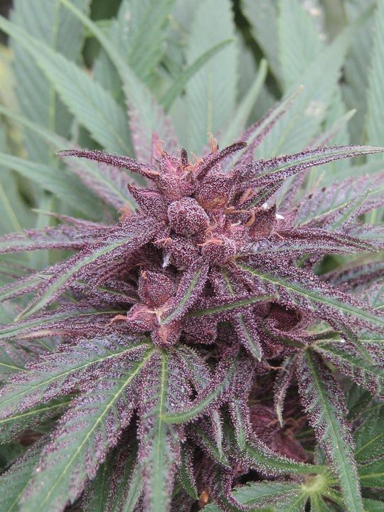 Ace Seeds - ErdPurt (reg.)