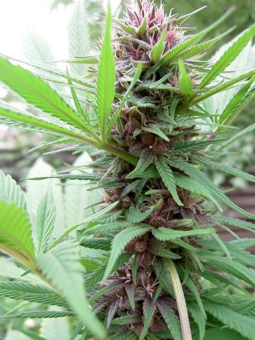 Ace Seeds - ErdPurt (reg.)