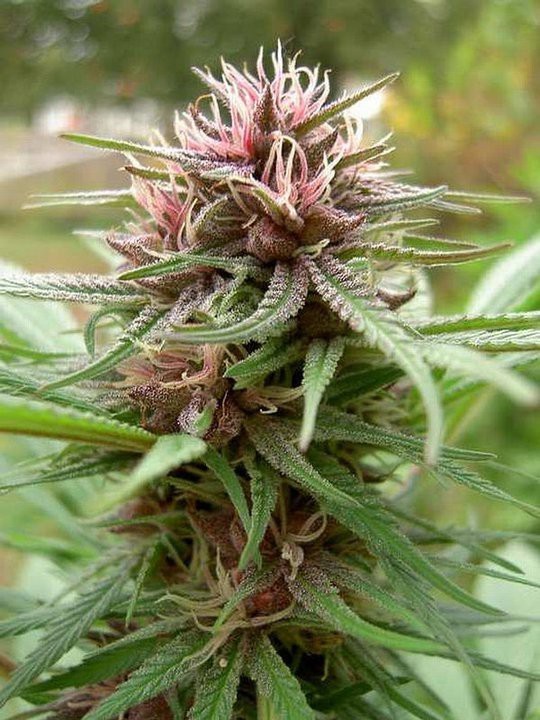Ace Seeds - ErdPurt (reg.)