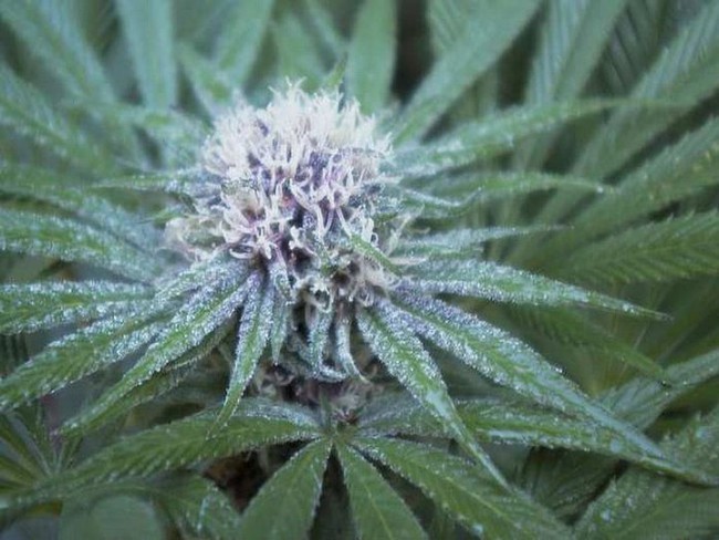 Ace Seeds - ErdPurt (reg.)