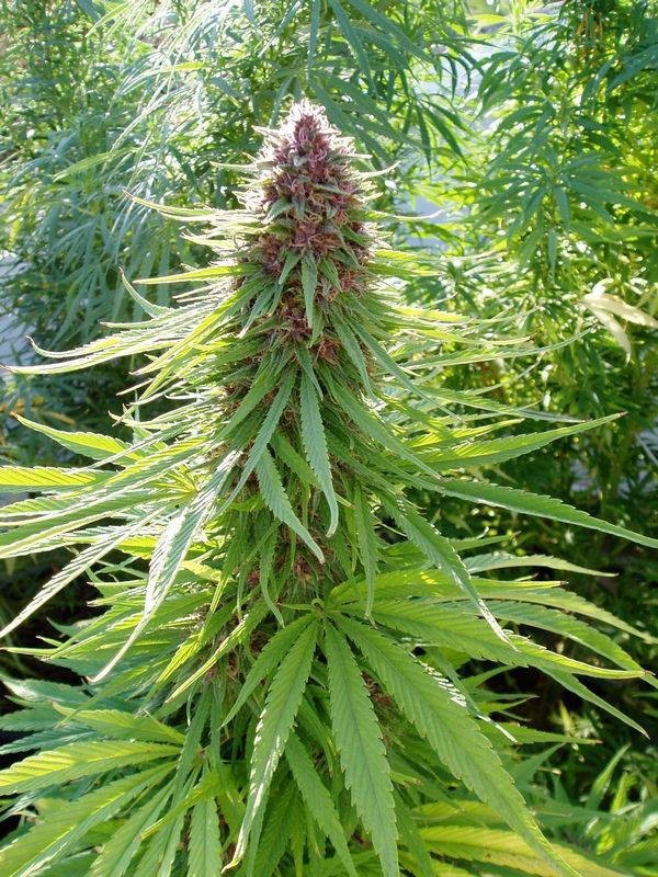 Ace Seeds - ErdPurt (reg.)