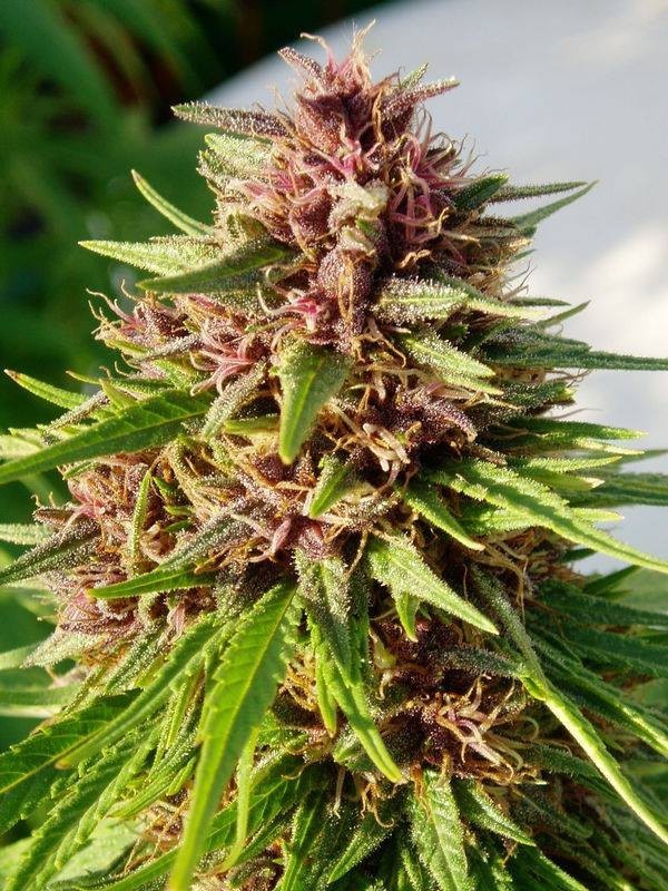 Ace Seeds - ErdPurt (reg.)