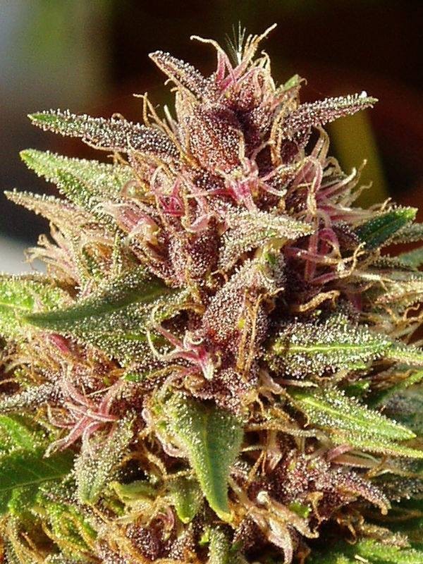 Ace Seeds - ErdPurt (reg.)