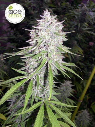 Ace Seeds - Bangi Haze (fem.)