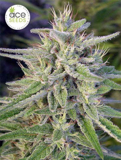 Ace Seeds - Bangi Haze (fem.)
