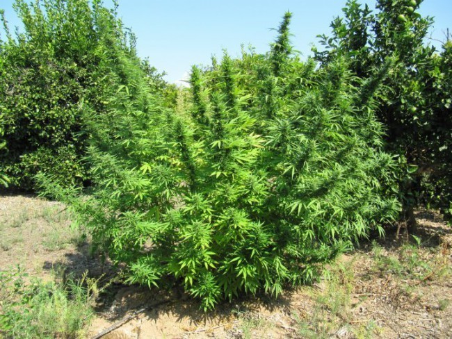 Ace Seeds - Bangi Haze (fem.)