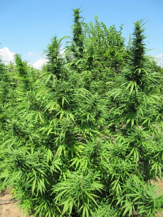 Ace Seeds - Bangi Haze (fem.)