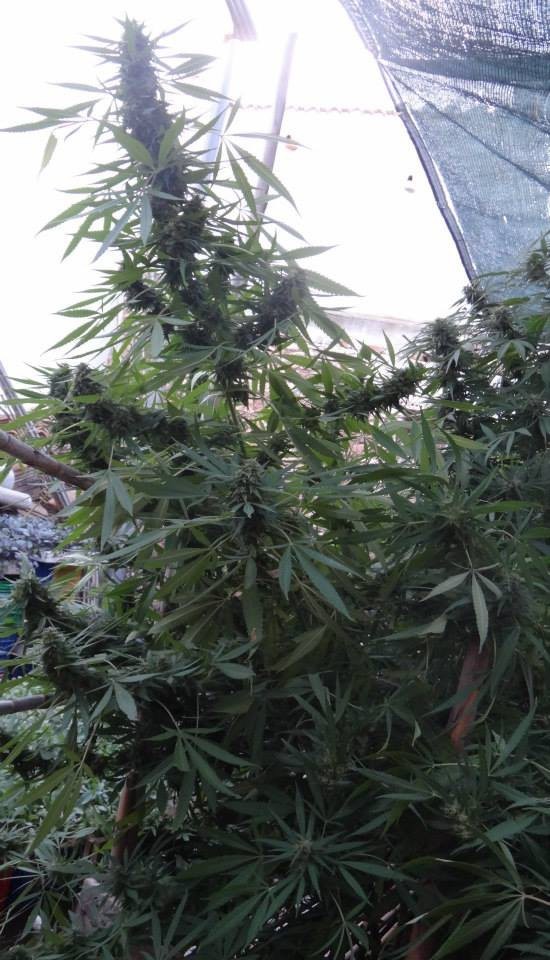 Ace Seeds - Bangi Haze (fem.)